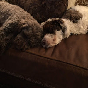 Meet your Posher, Sam